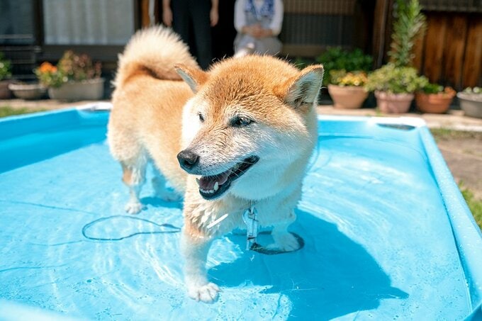 プールで遊ぶ犬