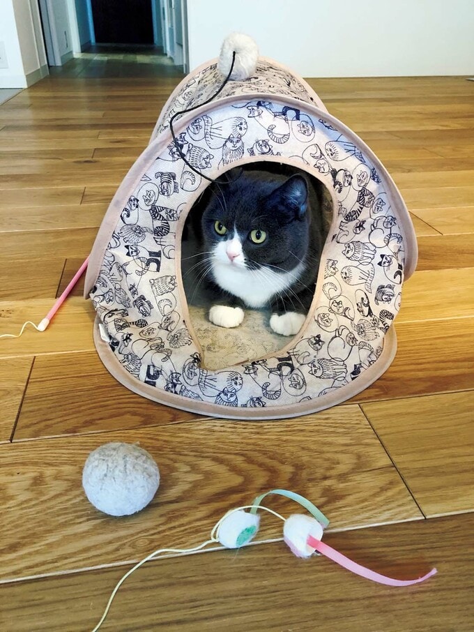 キャットテント