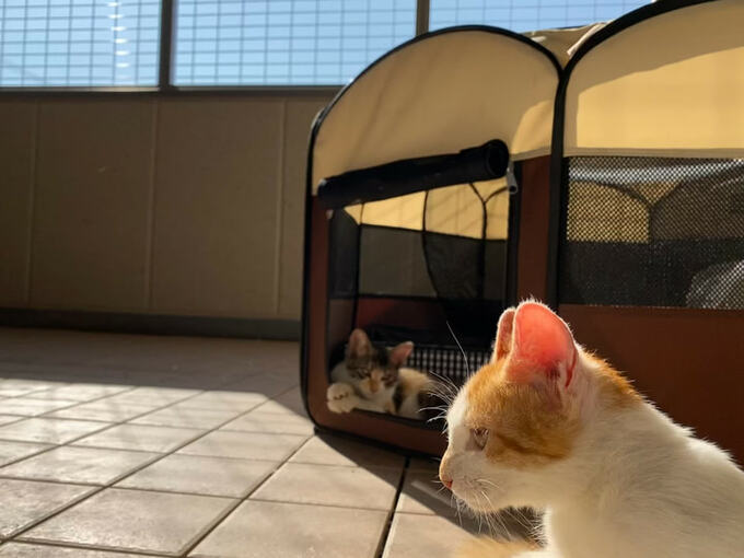 外の空気を感じながら2階のベランダでくつろぐ猫