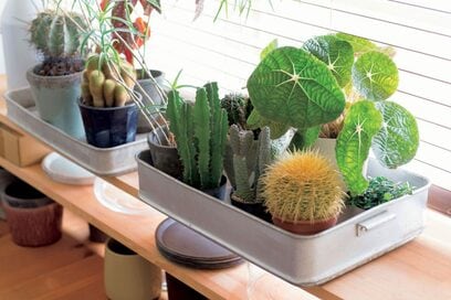 高い植木鉢にこだわらない！“まとめ置き”でグリーンがしゃれ見え