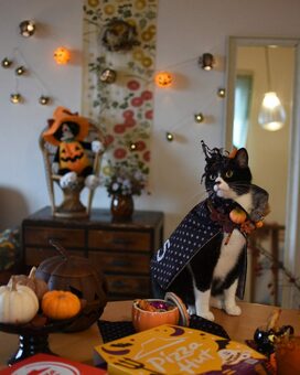 インスタグラムで大盛り上がり！おしゃれなハロウィーンインテリア写真