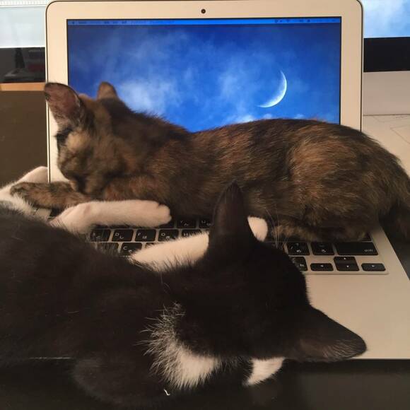 パソコンの上で寝るネコ2匹