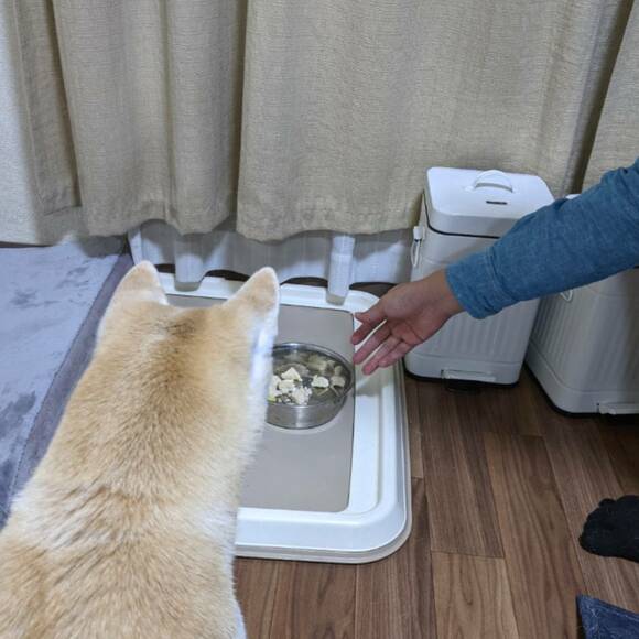 待てする犬