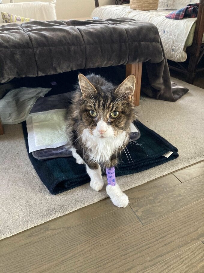 こたつを病室にして。小康状態だった