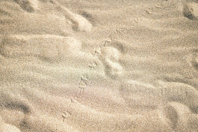 砂浜にできた犬跡