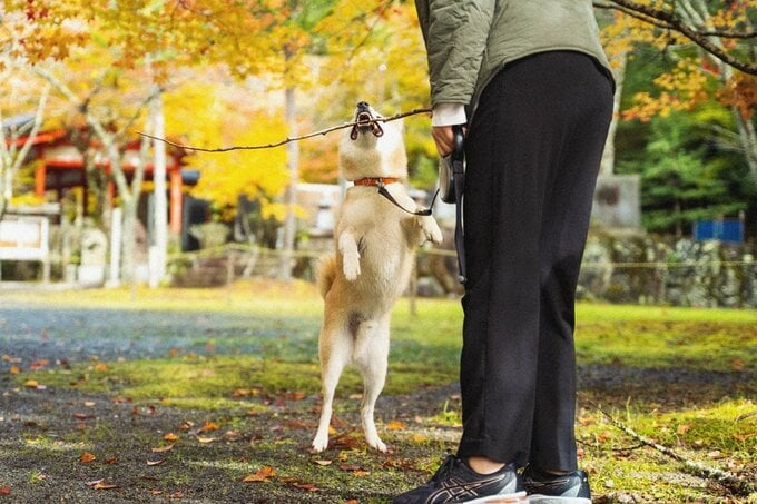 木の棒を加える犬