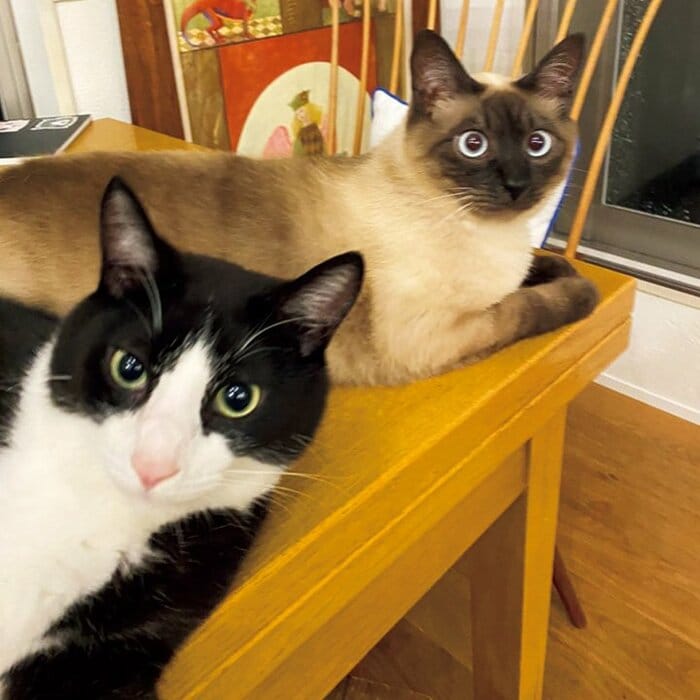 青木さやかさんのペットと暮らす家「2匹の猫を迎えて、娘がすごくお