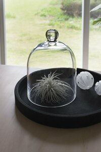 ガラスドームをエアプランツ