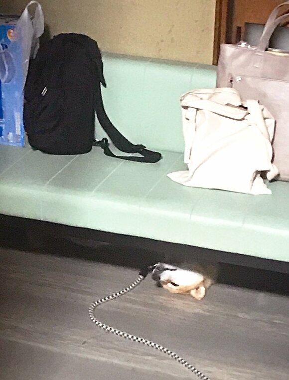 あおむけに寝ている