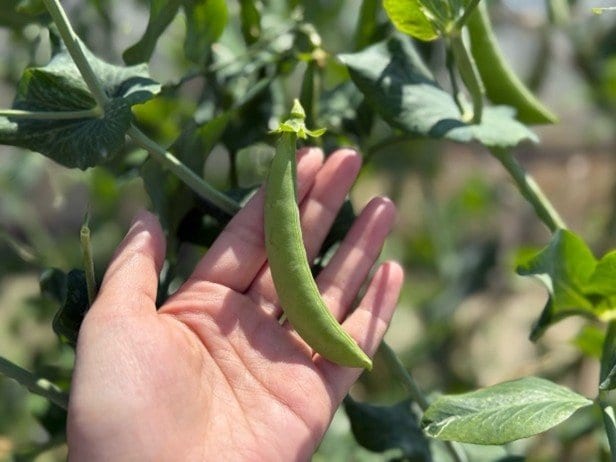 スナップエンドウ