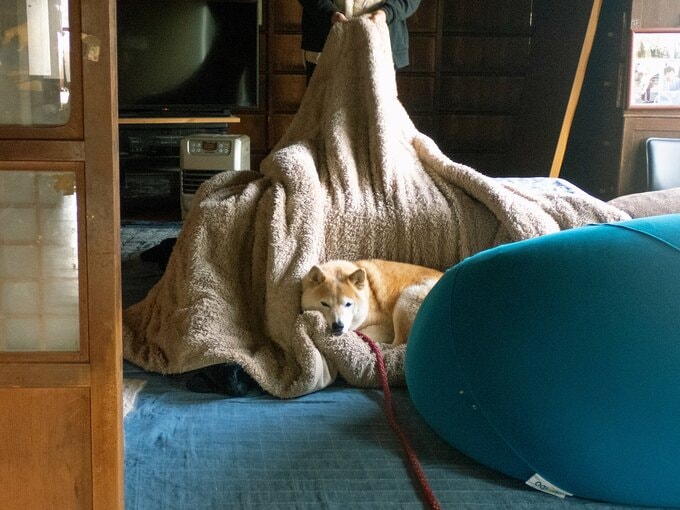 こたつ布団洗いたい母、どかない犬