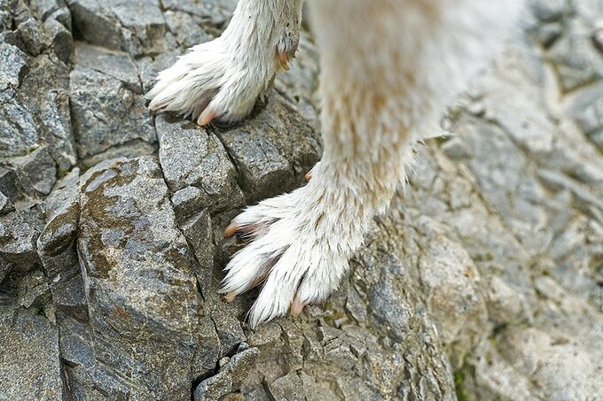 濡れてる犬の足