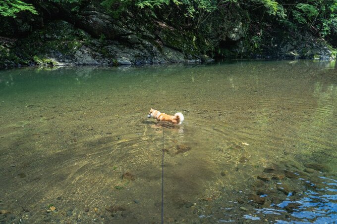 泳ぐ犬とリード