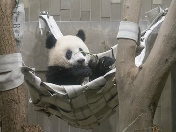 ＜シャンシャン1歳＞誕生日おめでとシャン！これからも元気に育ってね