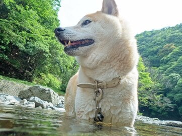 新カメラでつむぐ「6月」の犬。何気ない日常で感じた大切な存在