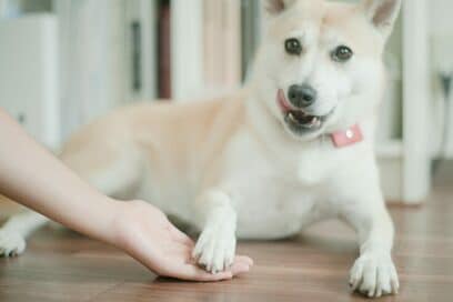 【保護犬マンガ】マイペースすぎる生き方にちょっぴり嫉妬！でも、今日もかわいいな