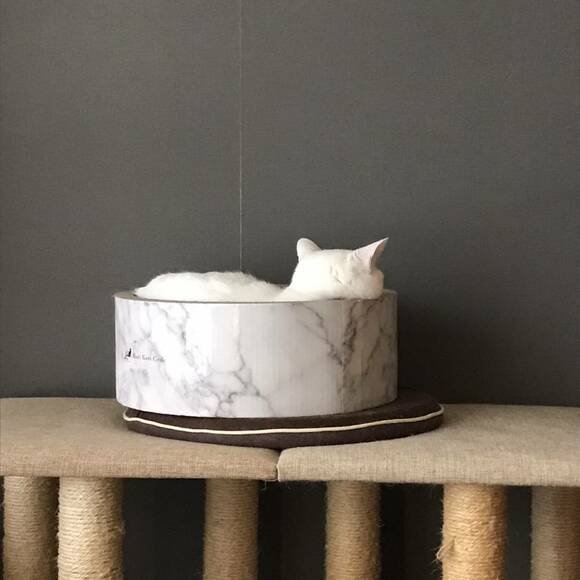 そっぽ向くネコ