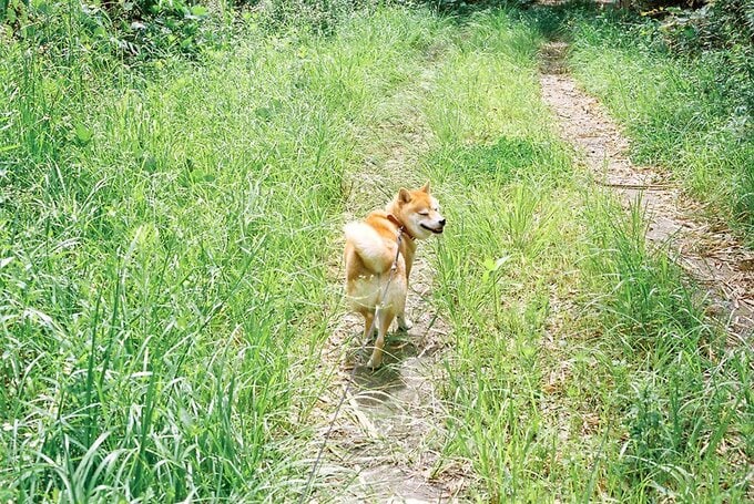 散歩中の犬振り返る