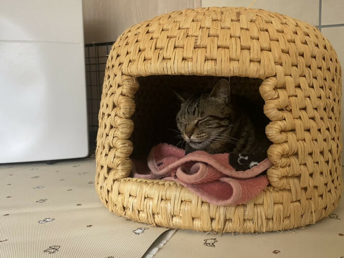 猫ちぐらで寝る猫