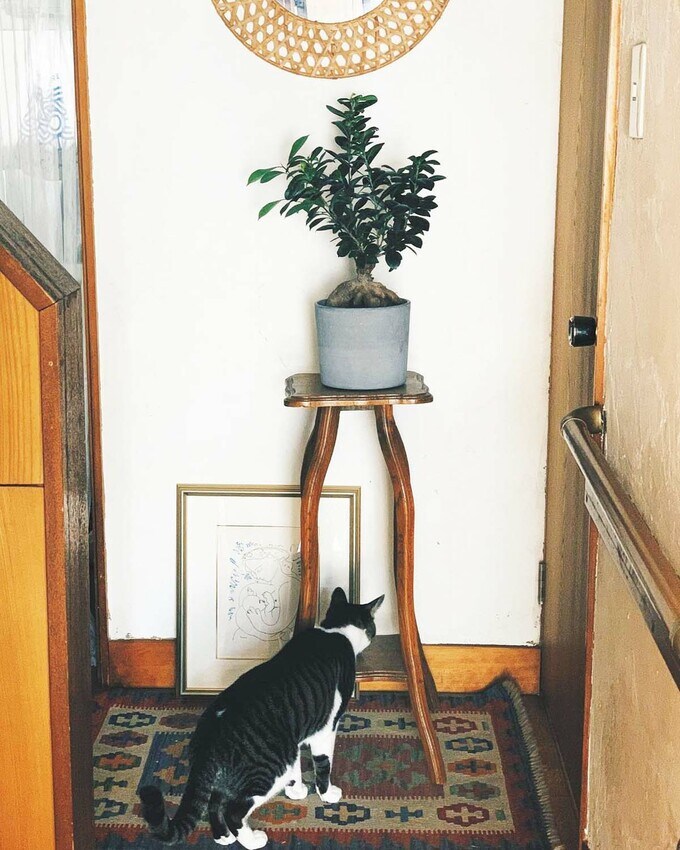 クモをそっと追いかける麦