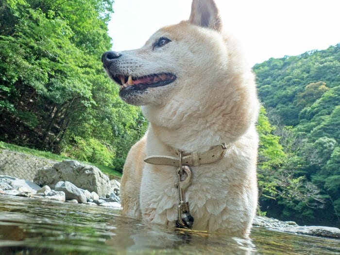 愛犬サンプル写真 新カメラでつむぐ「6月」の犬。何気ない日常で感じた大切な存在