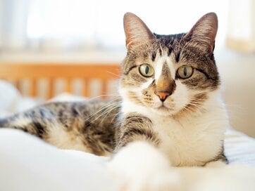 ネコとの暮らしお悩み相談：爪とぎ、部屋への侵入、ストレス…防ぐ方法は？