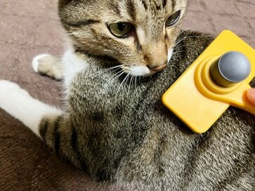 セリアの猫が喜ぶグッズ3つ。運動不足解消にもぴったり