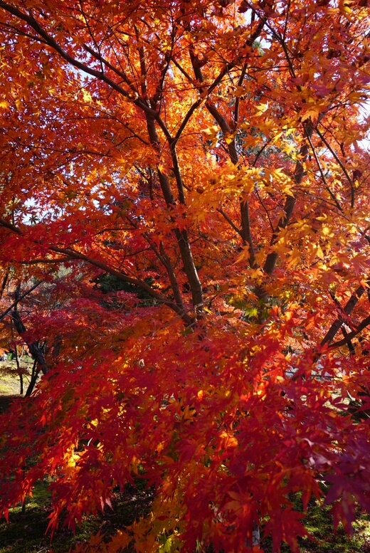 京都の紅葉