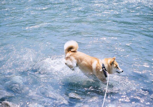 水辺で元気