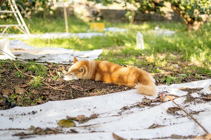 外で眠る犬