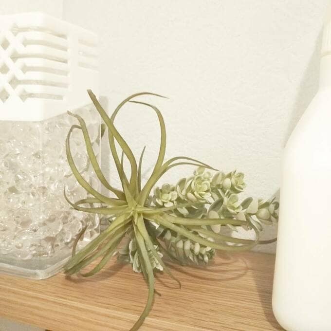 フェイクのエアプランツ