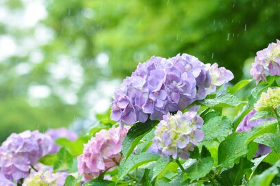 言葉の雑学　梅雨がなぜ「つゆ」？「黴雨」と書くこともあった！
