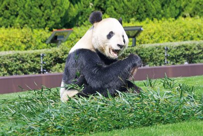 和歌山のパンダファミリー「浜家」を一挙紹介。かわいすぎて悶絶