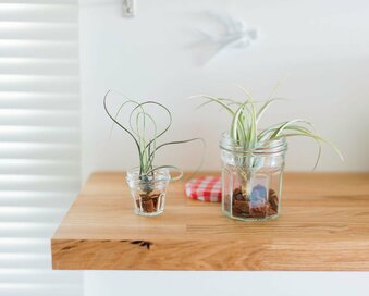 エアプランツの人気が急上昇中！手軽に楽しめるおしゃれな飾り方