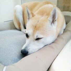 飼い主もやせた！愛犬に学ぶダイエットの極意＜保護犬マンガ＞