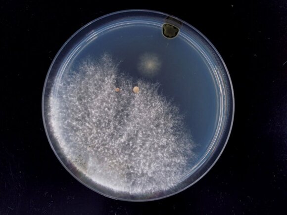 換気扇内のカビ