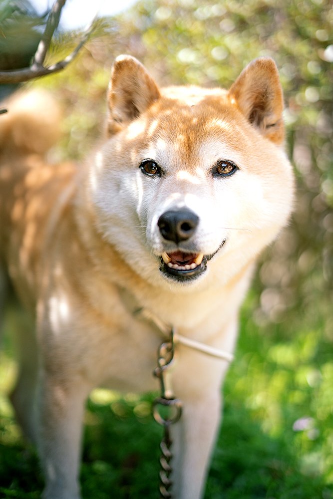 犬の写真を上手に撮るコツ 会話感覚でカメラ目線に Inubot回覧板 Esseonline エッセ オンライン