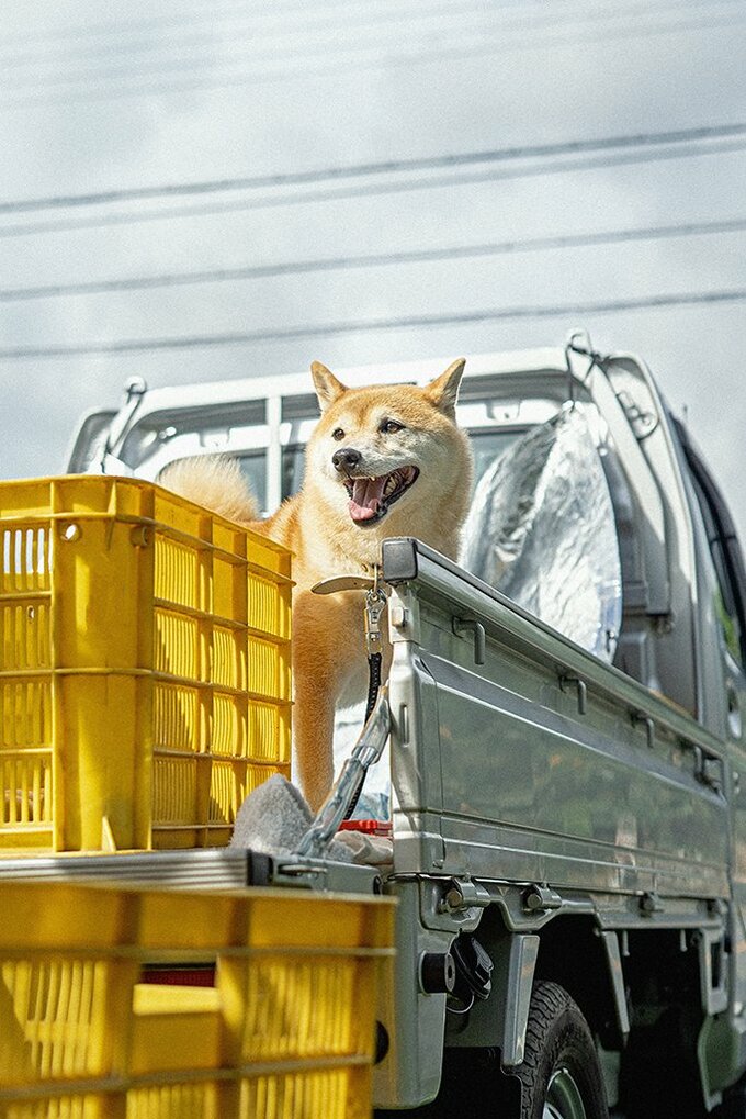 荷台に犬