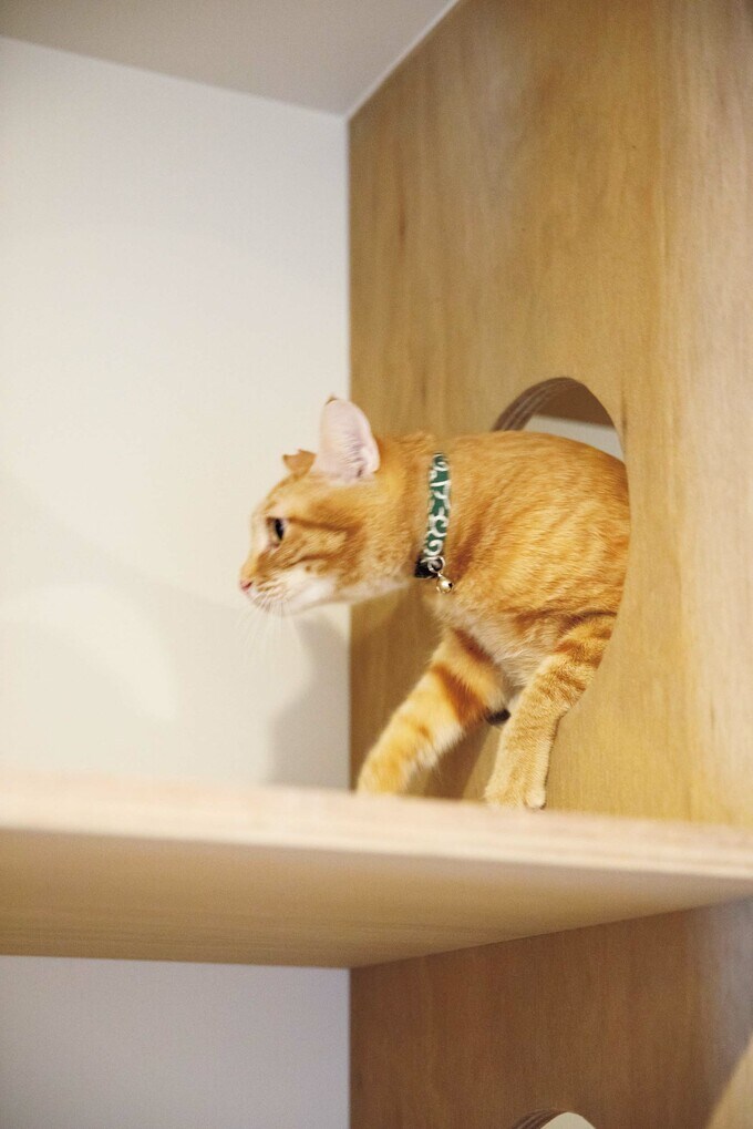 ネコ棚とネコ