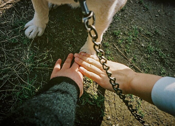 犬の足に手
