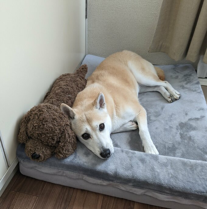 犬と犬型のぬいぐるみ