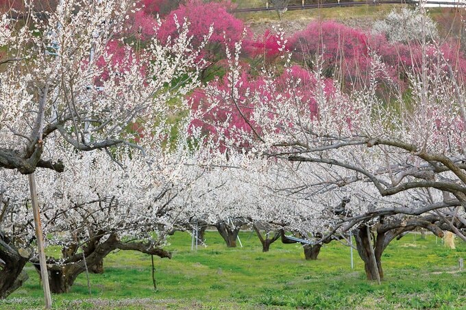信州の梅の花