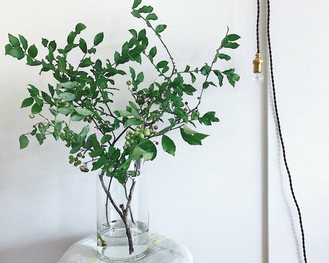 植物