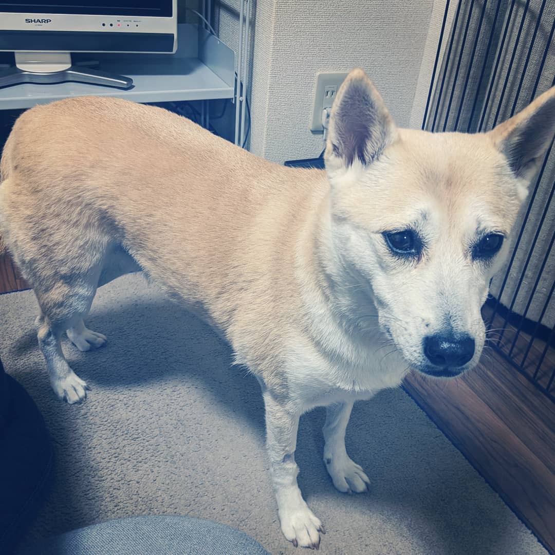 犬の全身麻酔 術後明らかにしょんぼり 保護犬マンガ Esseonline エッセ オンライン