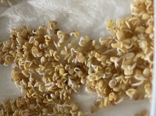 赤茎かいわれ大根タネ