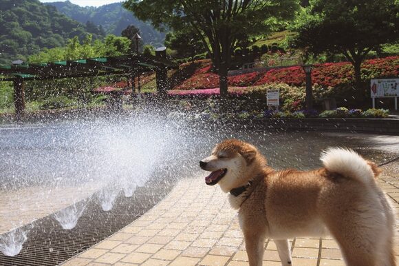 飼い主が教える愛犬をかわいく撮るコツ