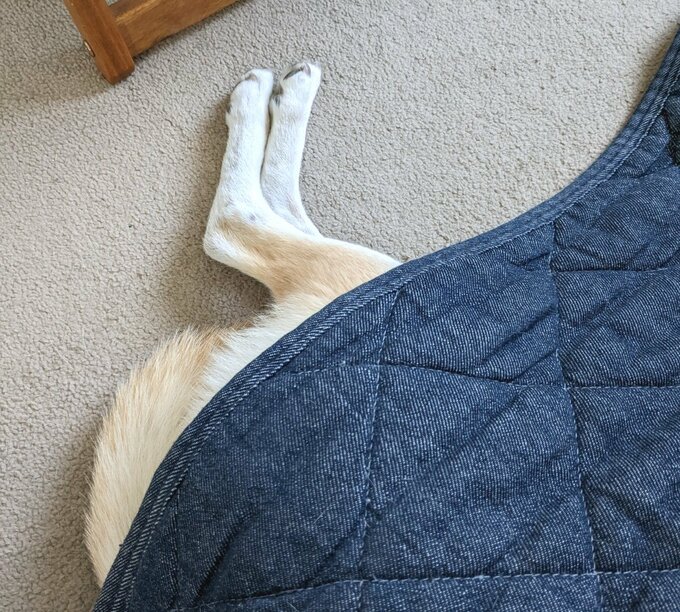 ふうちゃん