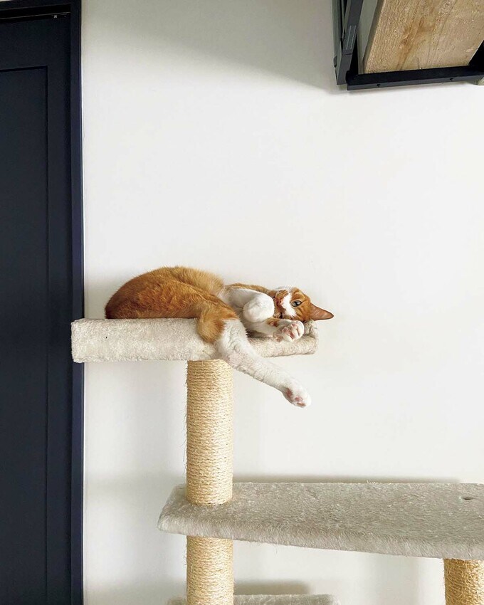 キャットタワー