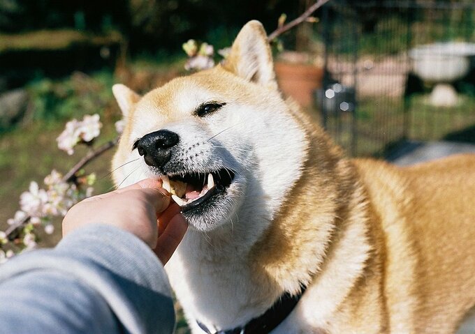 手を噛む犬