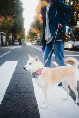 ＜保護犬マンガ＞物音にビクッ、顔色チラチラ…保護犬と散歩したら